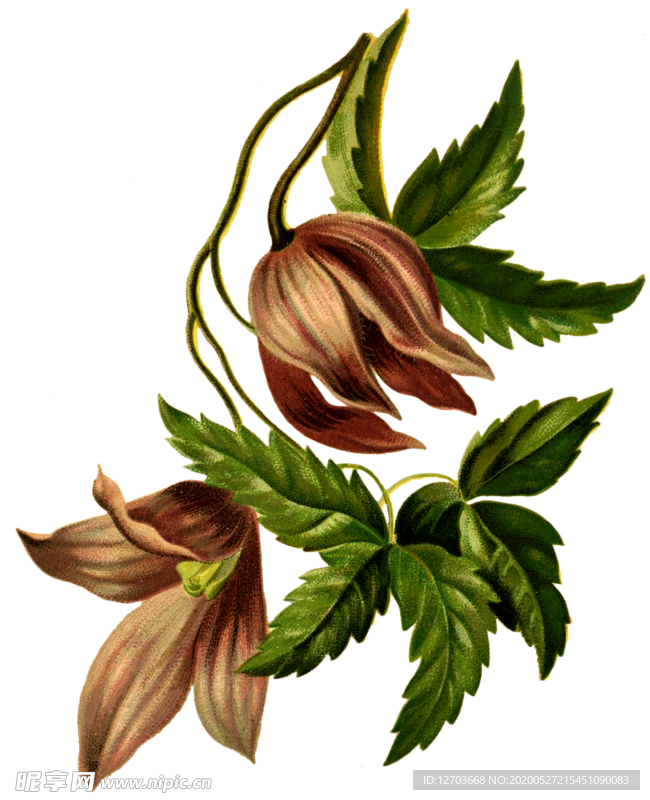 免抠背景干花枯花