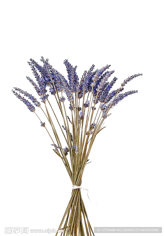 免抠背景干花枯花