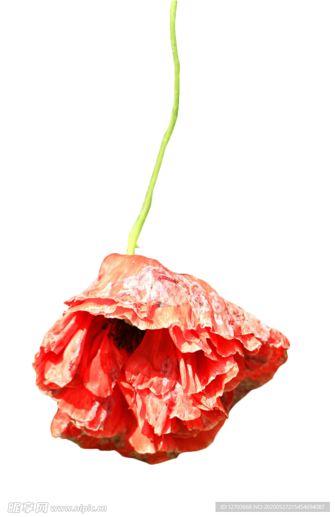 免抠背景干花枯花