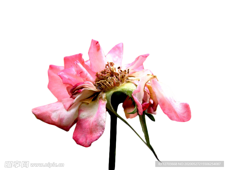 免抠背景干花枯花