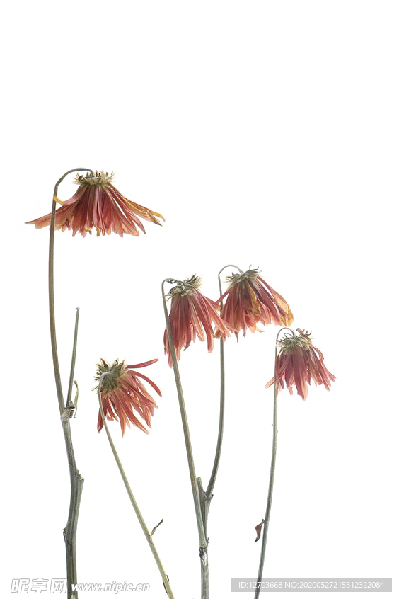 免抠背景干花枯花