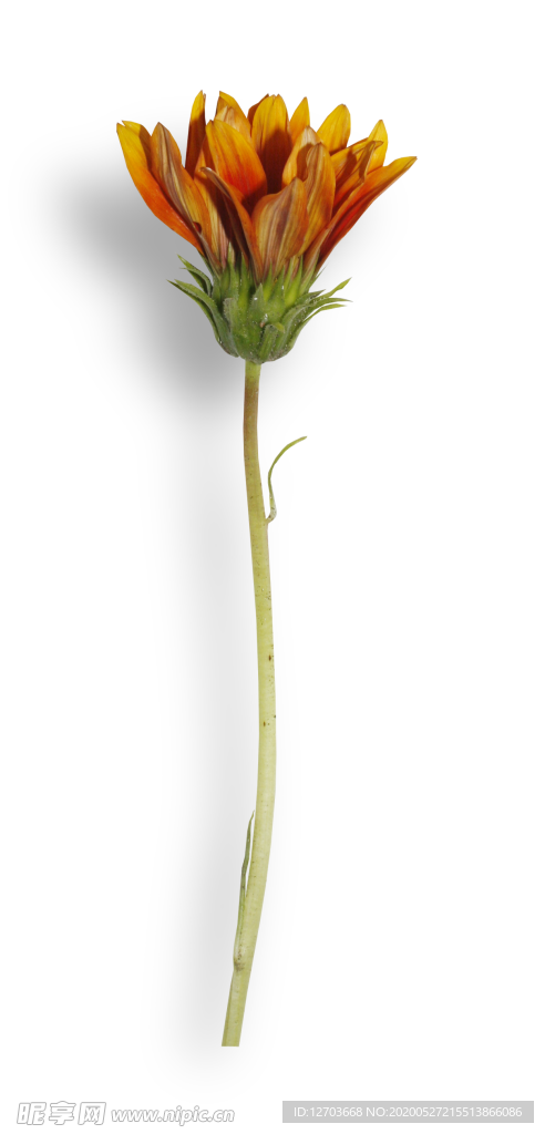 免抠背景干花枯花