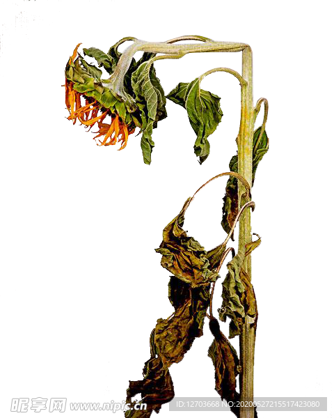免抠背景干花枯花
