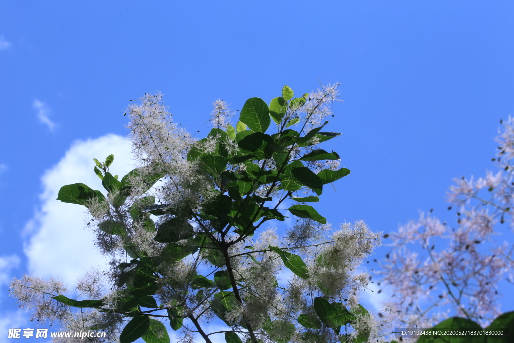 黄栌花