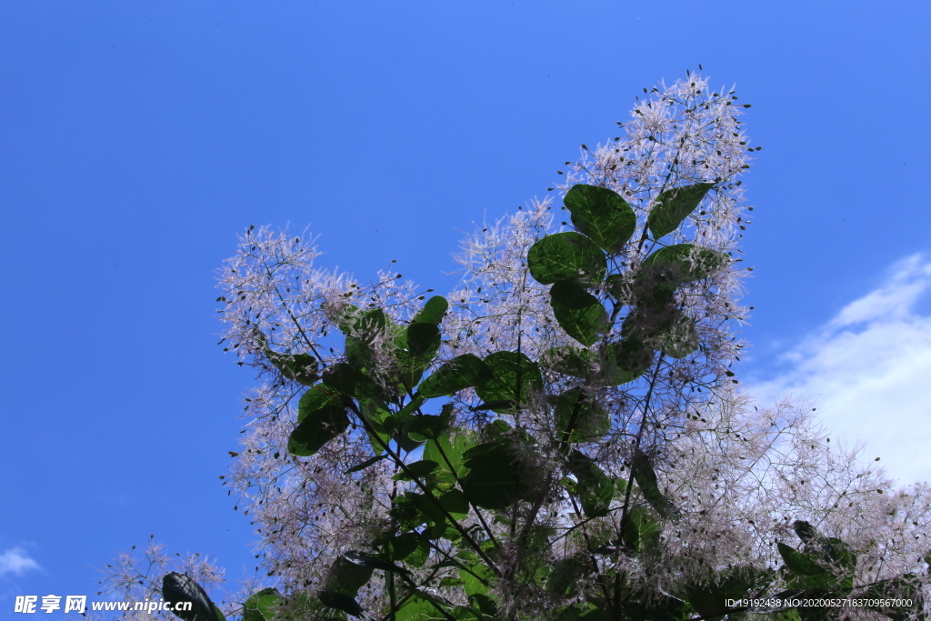 黄栌花