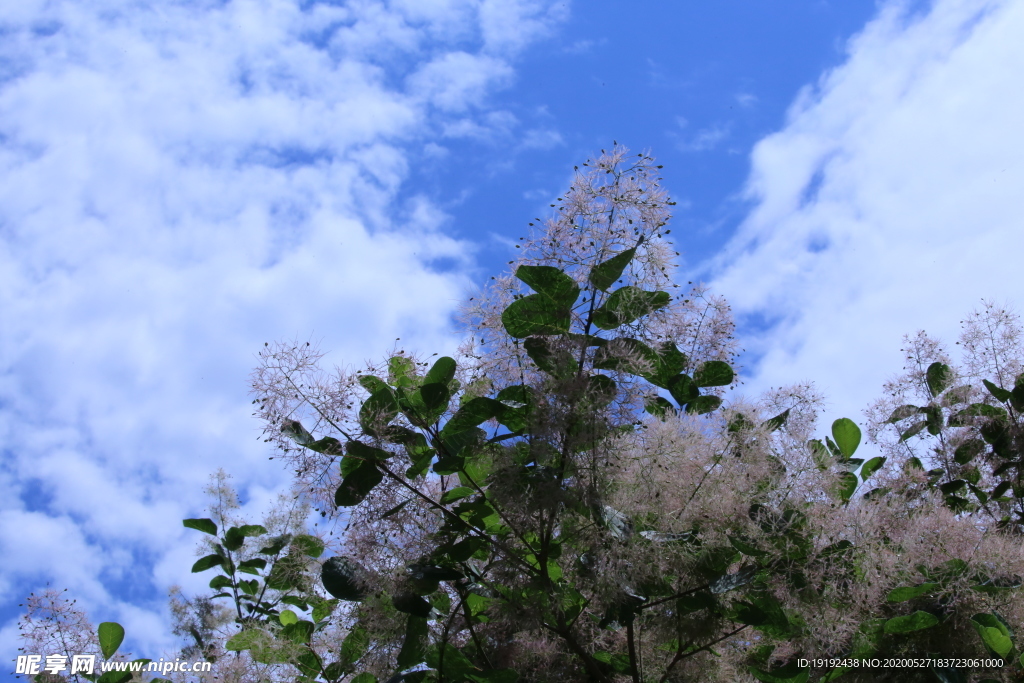 黄栌花