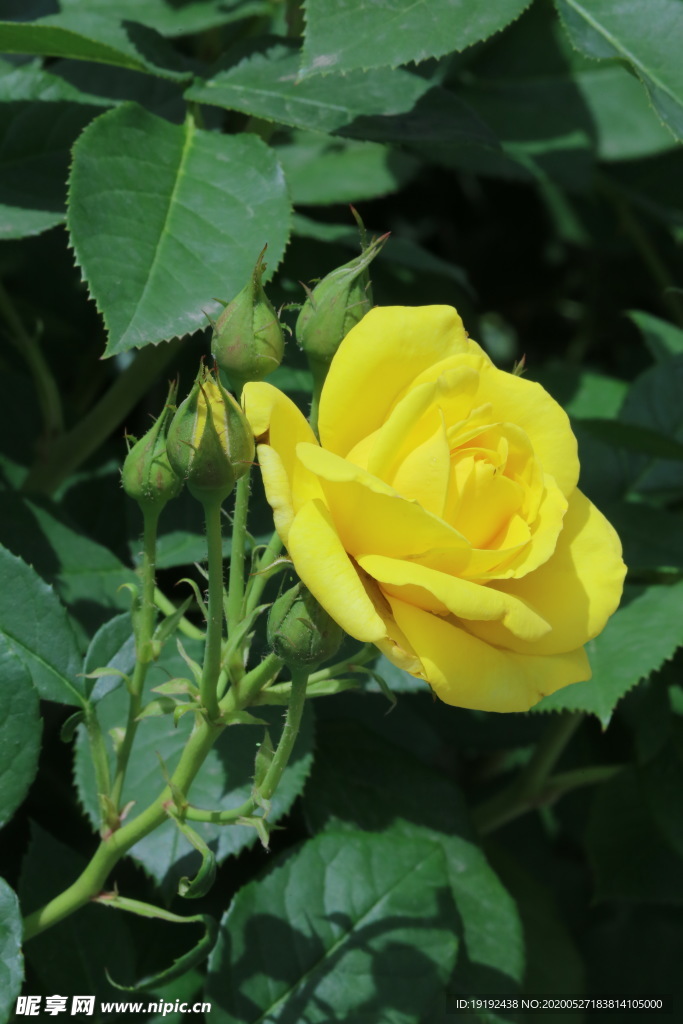月季花