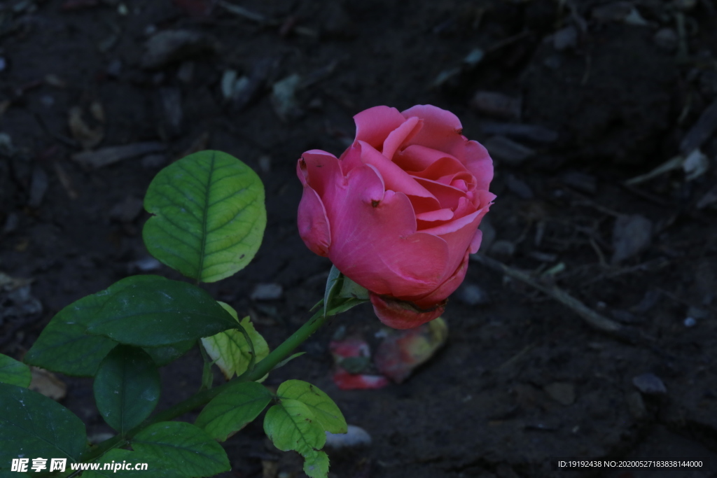 月季花