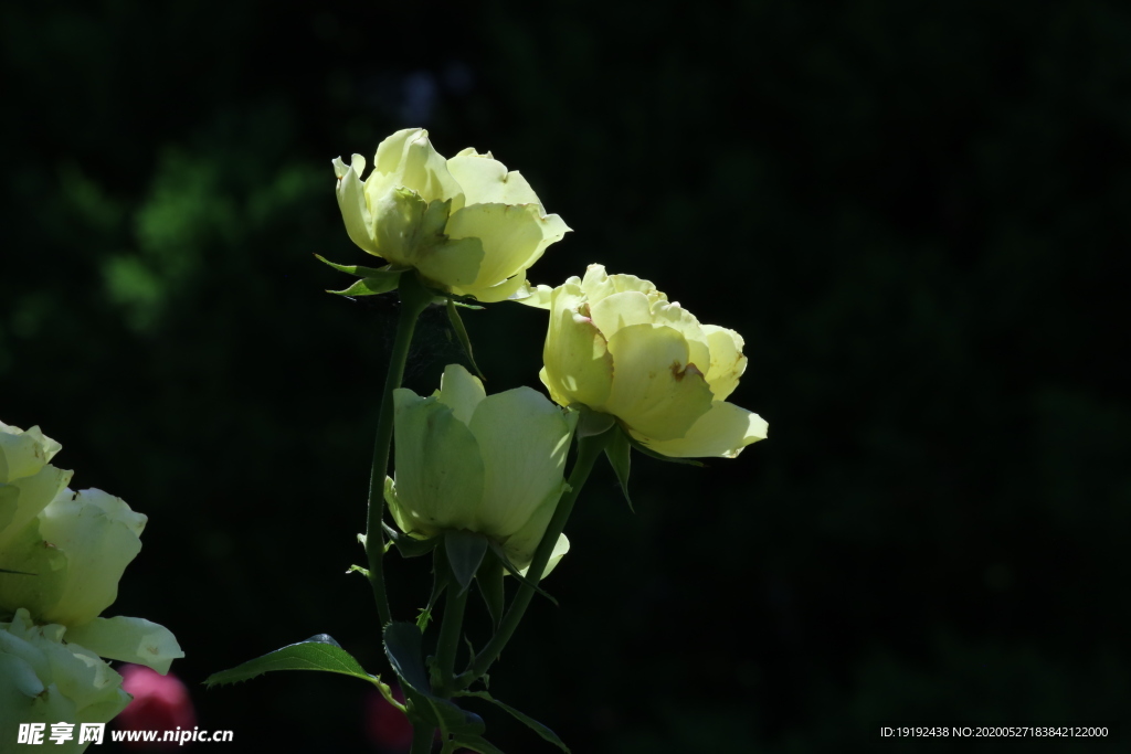 月季花