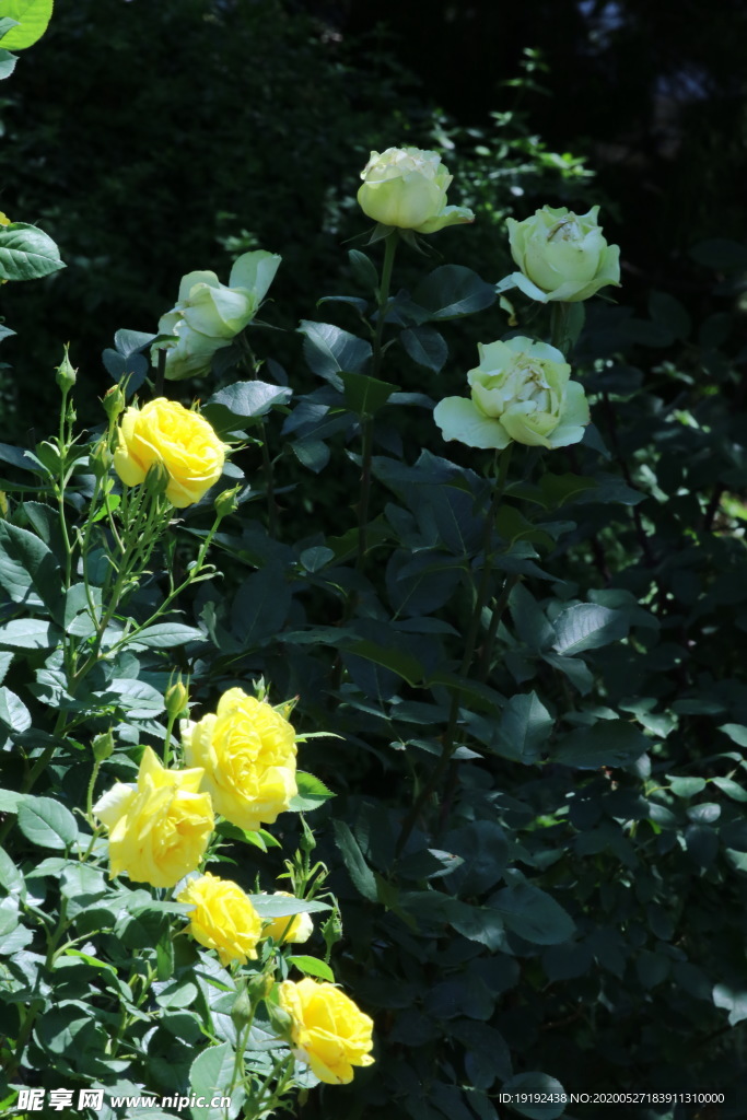 月季花