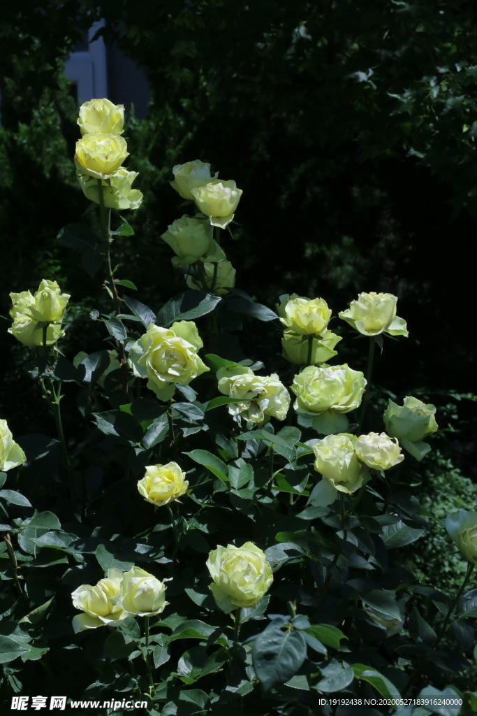月季花