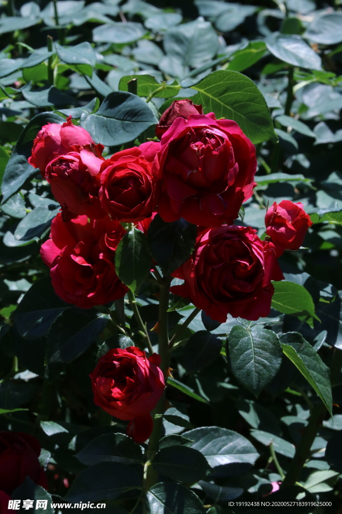 月季花