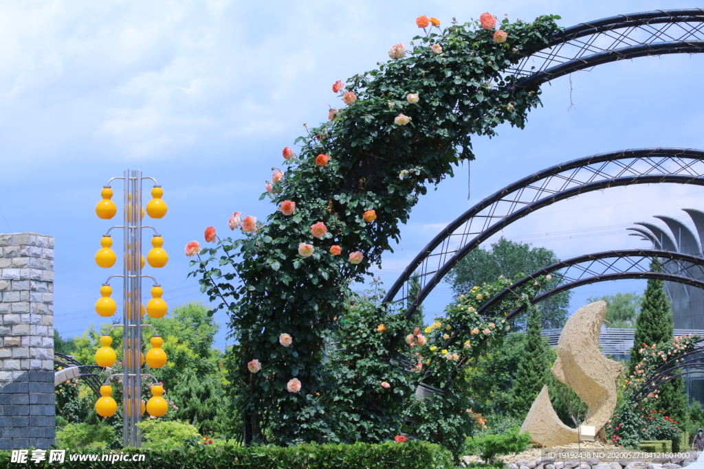 月季花