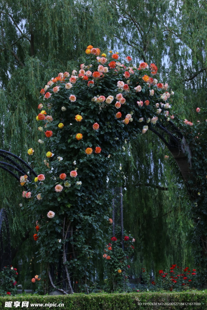 月季花