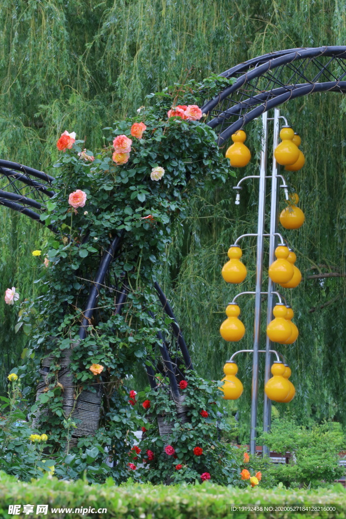 月季花