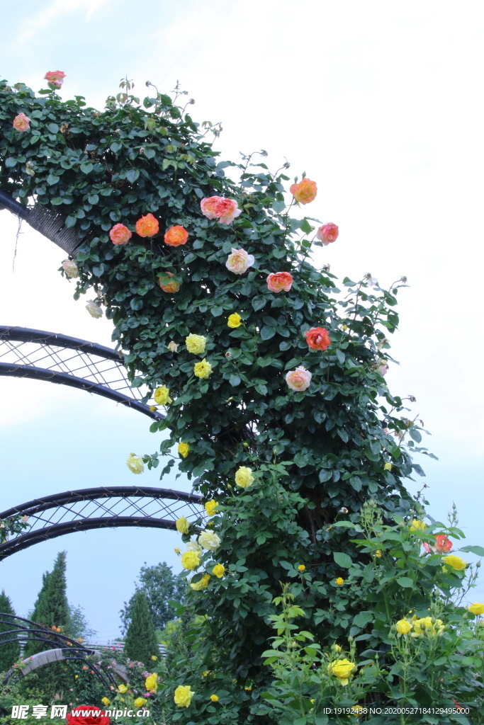 月季花