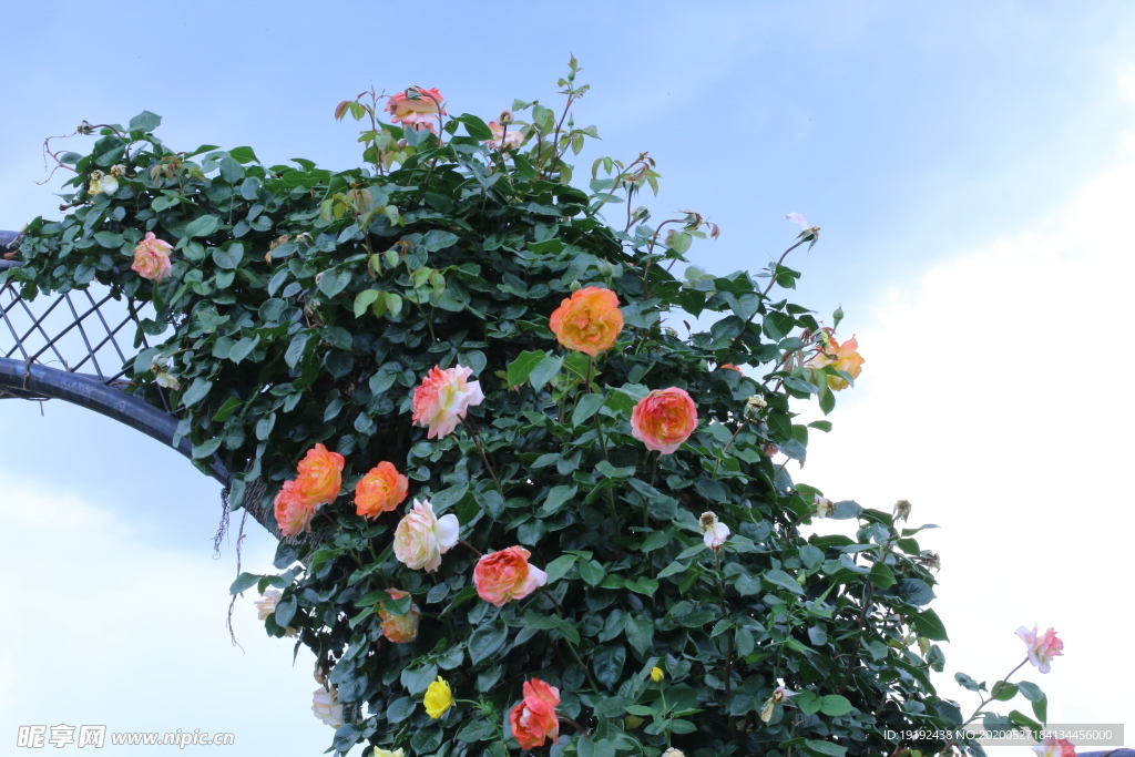 月季花