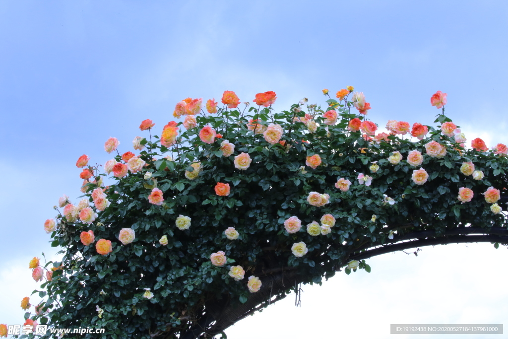 月季花