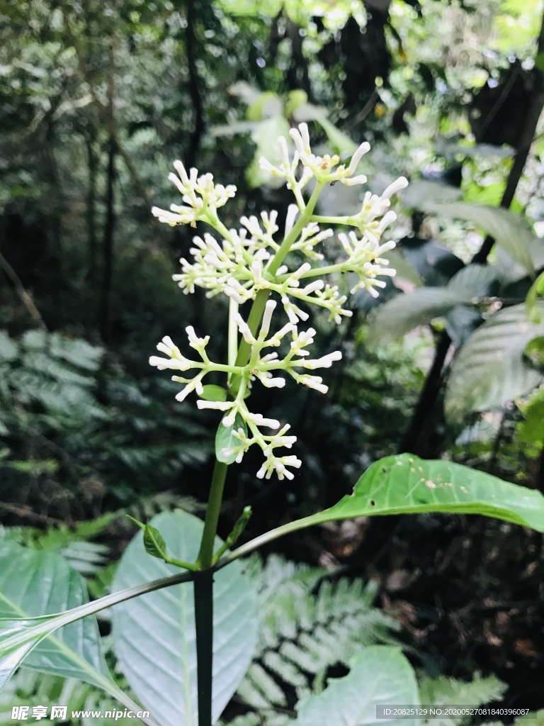 花  草   山岭