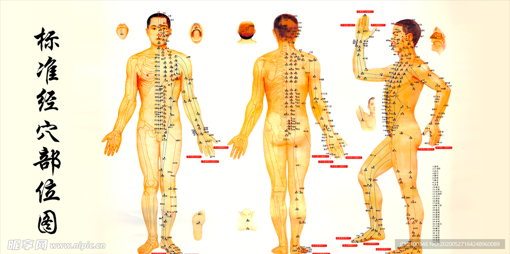 标准经穴部位图