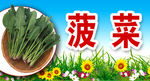 菠菜