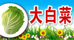 大白菜