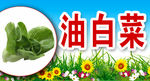 油白菜