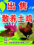 出售散养土鸡