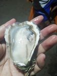 肥美生蚝