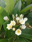 鸡蛋花
