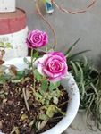 紫红色玖瑰花