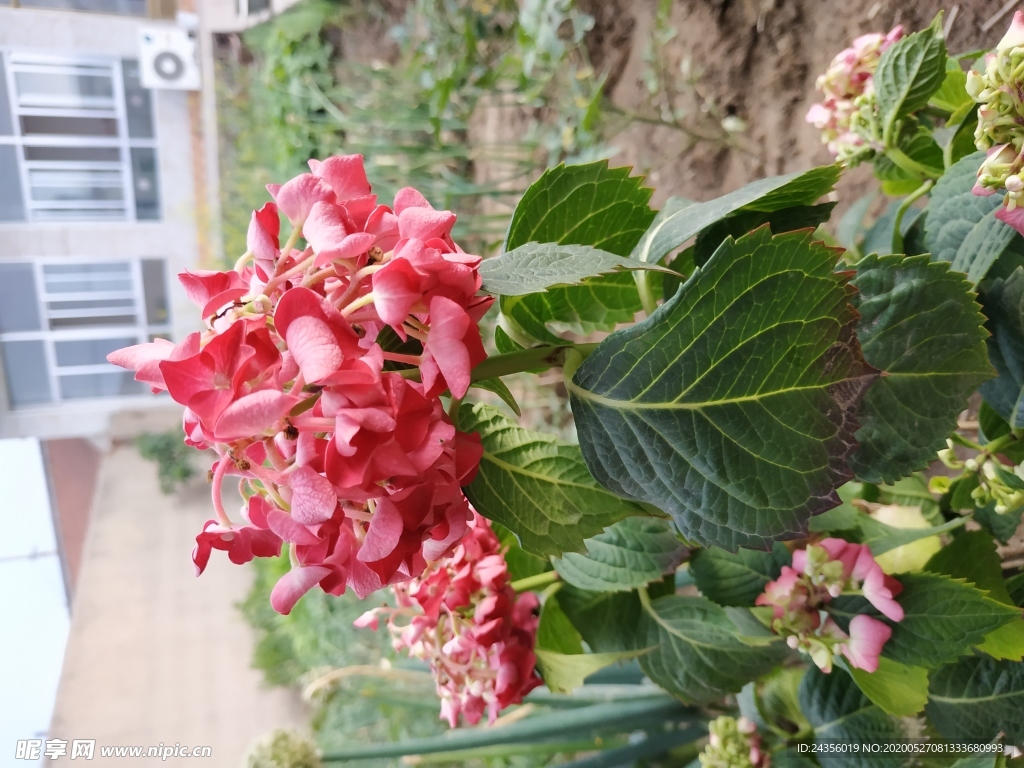 花