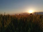 夕阳下的麦田