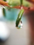 雨后露水