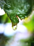 雨后露水