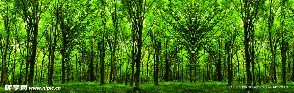 夏季森林树丛