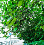 绿植