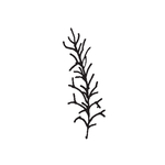 黑白涂鸦植物