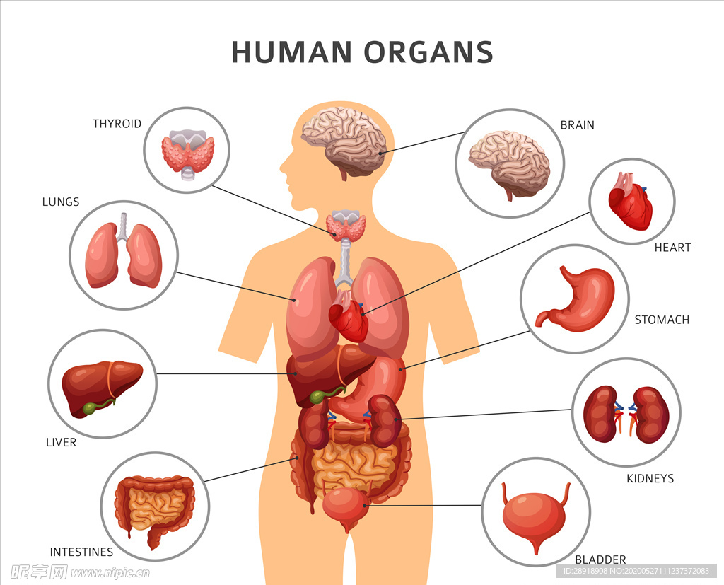 身体器官设计图__其他素材_底纹边框_设计图库_昵图网nipic.com