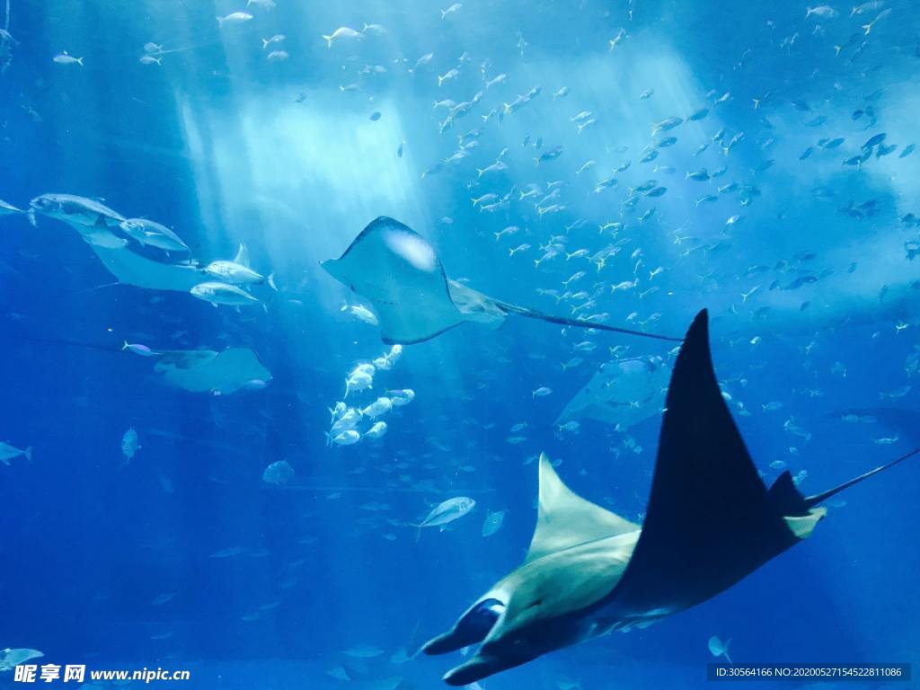 海洋鱼生物自然背景素材