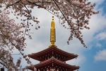 日式寺庙樱花清新背景素材