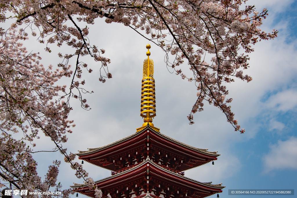 日式寺庙樱花清新背景素材