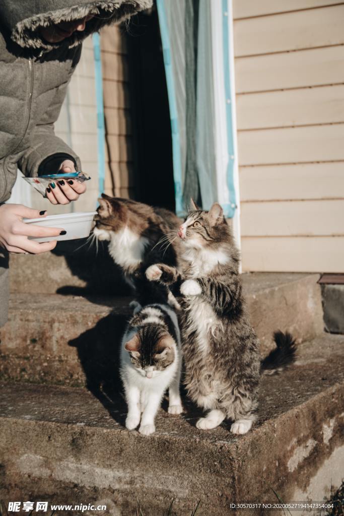 猫咪