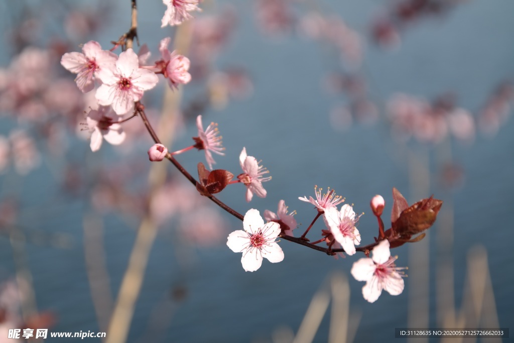 樱花