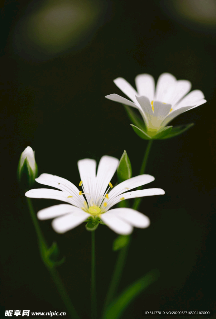 白色雏菊