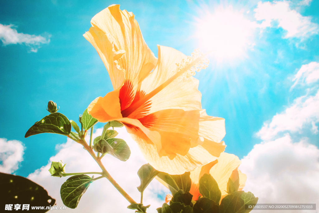 芙蓉花天空背景