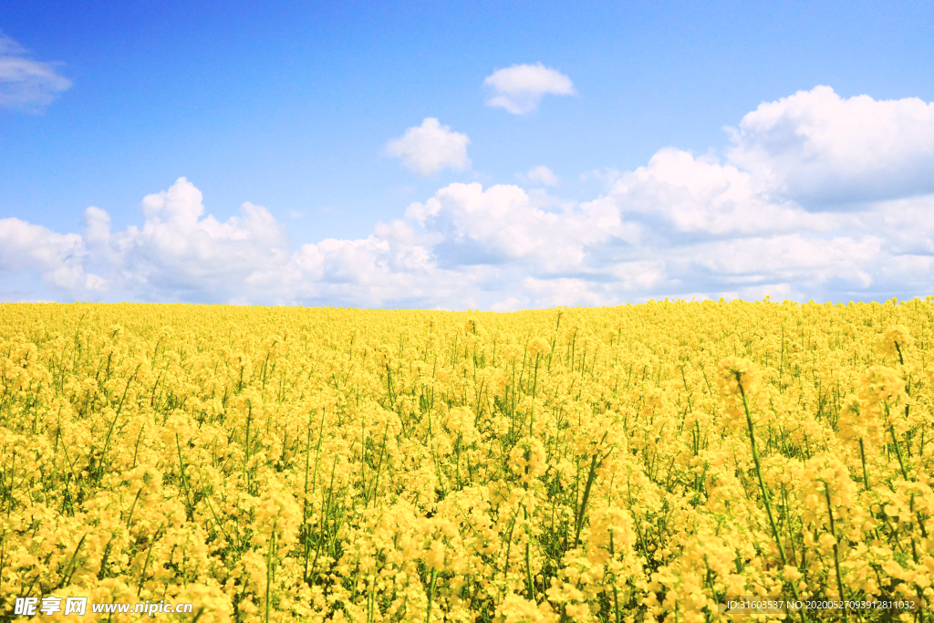 迎春花天空背景