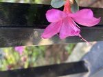 花朵特写