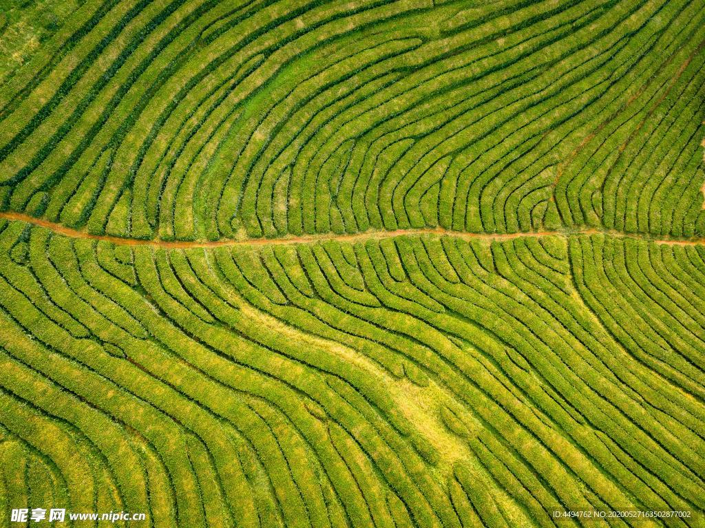 茶树茶山