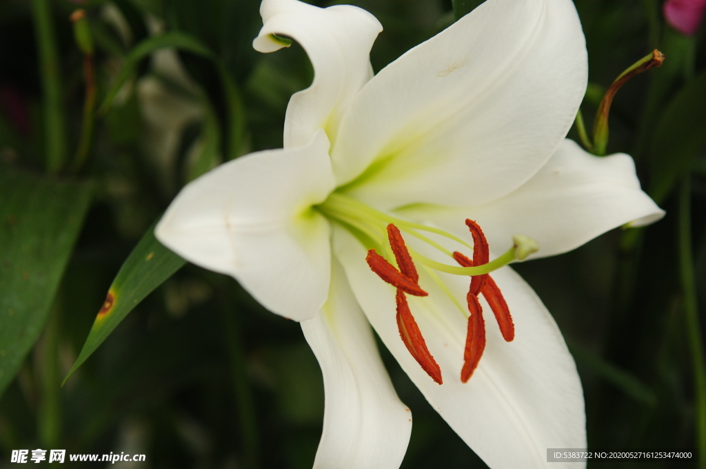 百合花